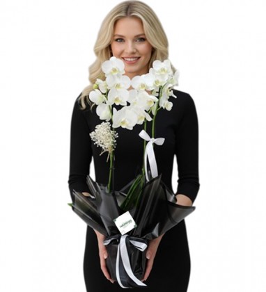 Premium White Santana Orkide