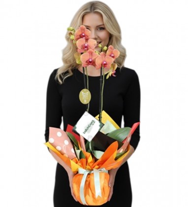 Golden Elegance Orkide