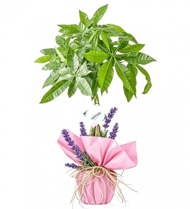 Bright Fortune Para Çiçeği