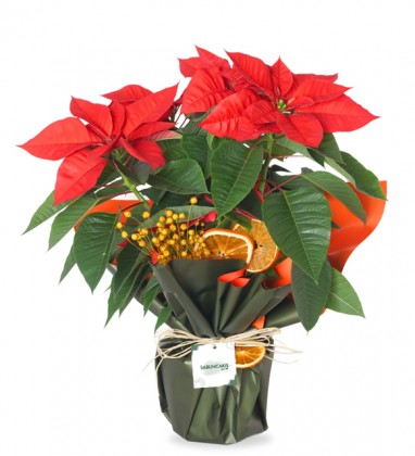 Poinsettia Atatürk Çiçeği