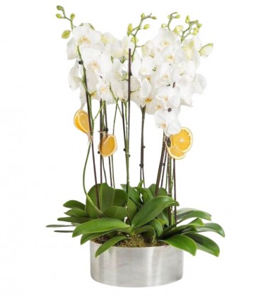 Premium 10' Dallı Beyaz Orkide