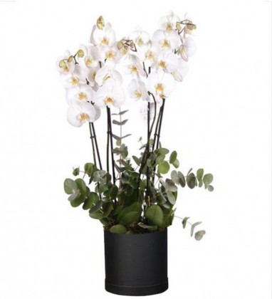 4 Dal Orkide Siyah Box Kutulu