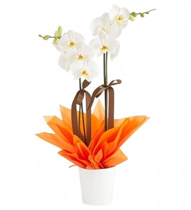 Golden Light Çiftli Beyaz Orkide