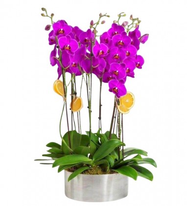 Premium 10 dal Mor Orkide  