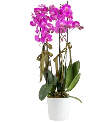 Favori 4 Dal Mor Orkide