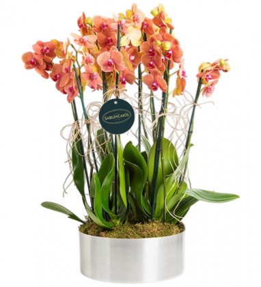 10 Dal Ateş Rengi Orkide