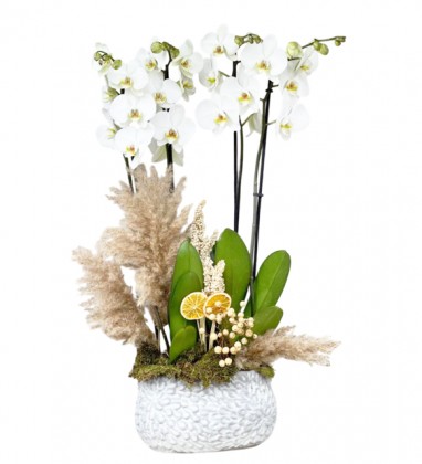 Jumbo 4 Dallı Orkide Tasarımı