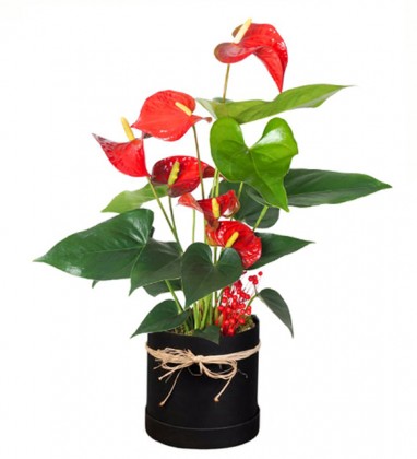 Premium Box Anthurium