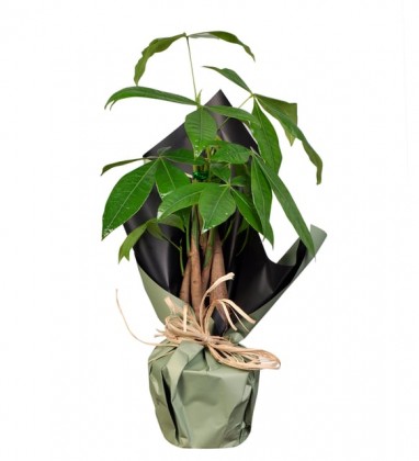 Buketli Saksıda Pachira Para Çiçeği