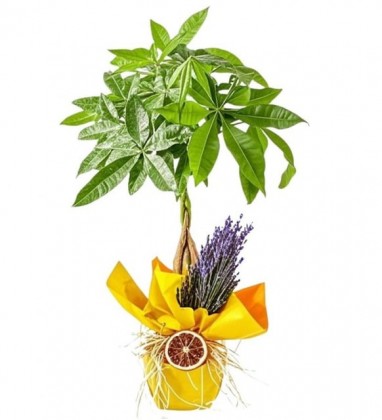 Sarı Buket Kağıtlı Saksıda Para Çiçeği