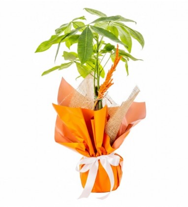 Saksıda Pachira Para Çiçeği