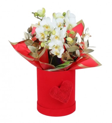 Kırmızı Kalpli Kutuda Beyaz Bougetto Orkide